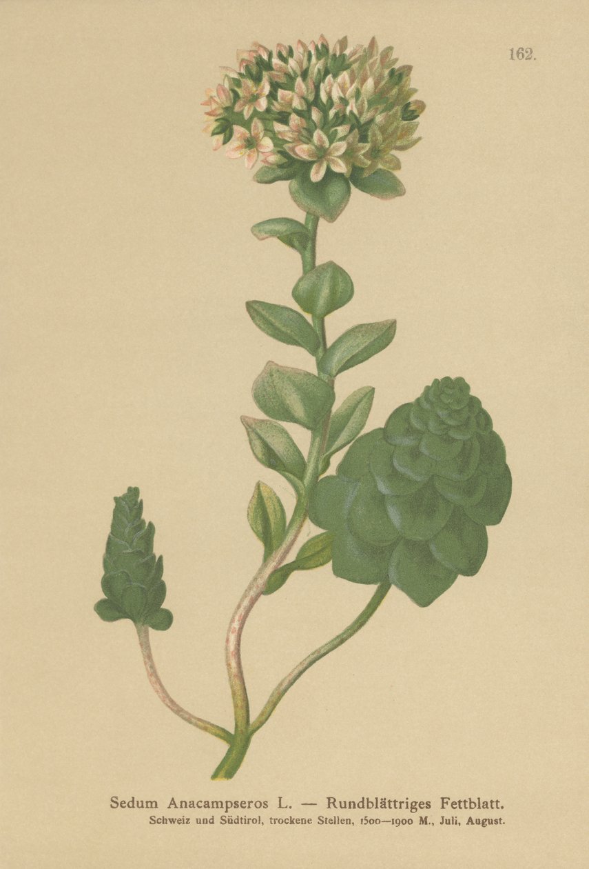 Evergreen Orpine (Sedum Anacampseros, Hylotelephium anacamseros) tekijältä German School