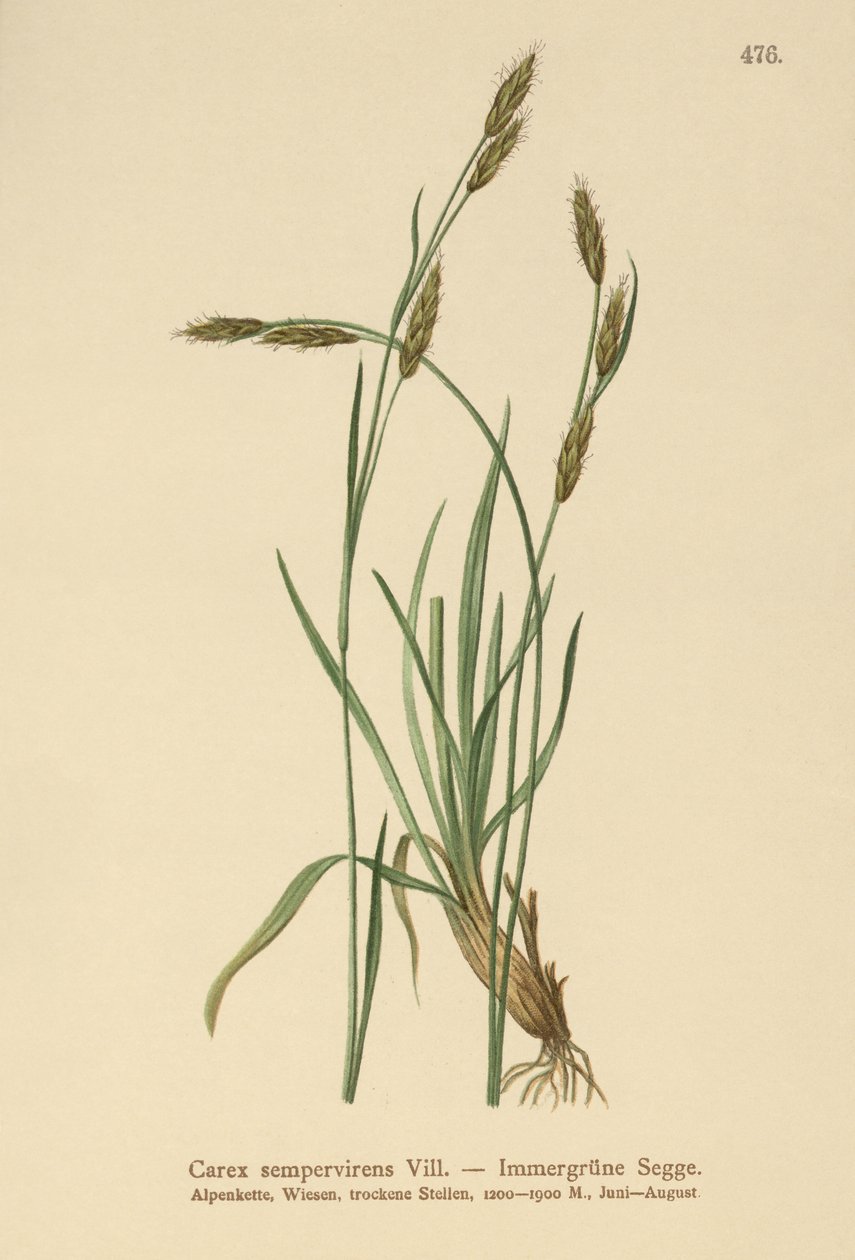 Ikivihreä sara (Carex sempervirens) tekijältä German School