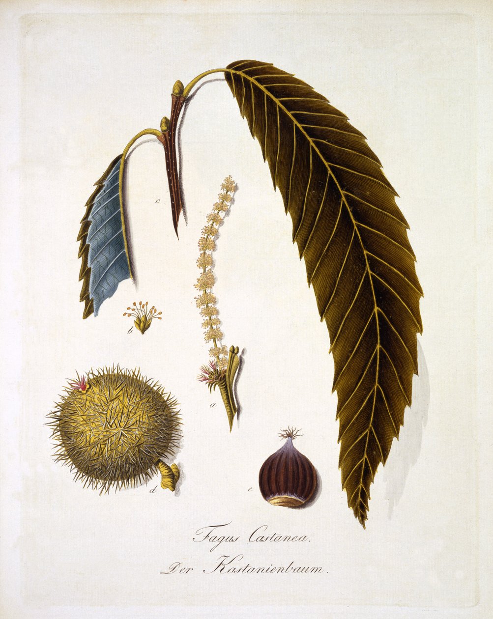 Fagus Castanea, Johann Daniel von Reitterin teoksesta "A Comprehensive Work on All Wood Species of Wood", julkaistu 1803-05 (värinen kaiverrus) tekijältä German School