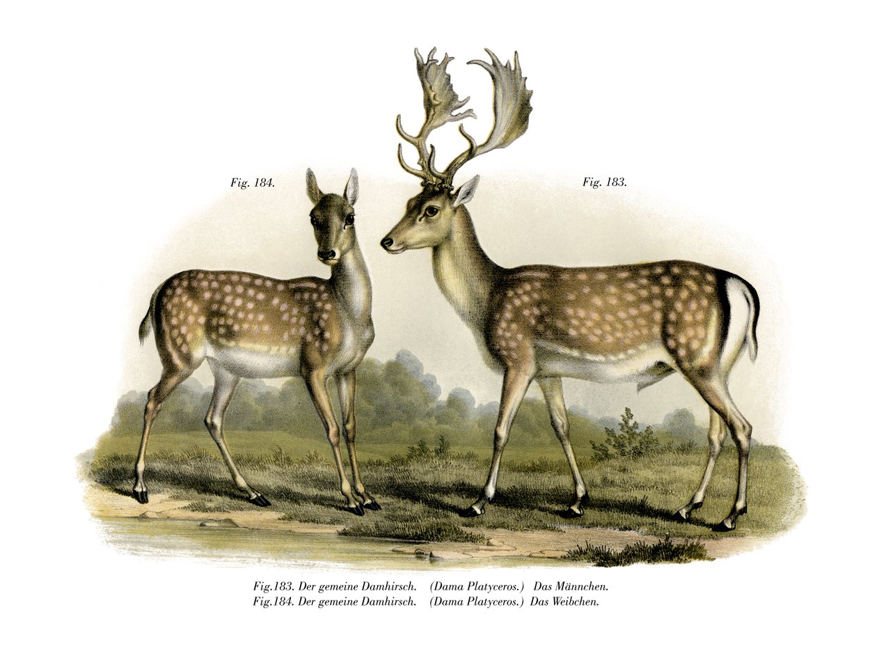kuusihirvi, 1860 tekijältä German School