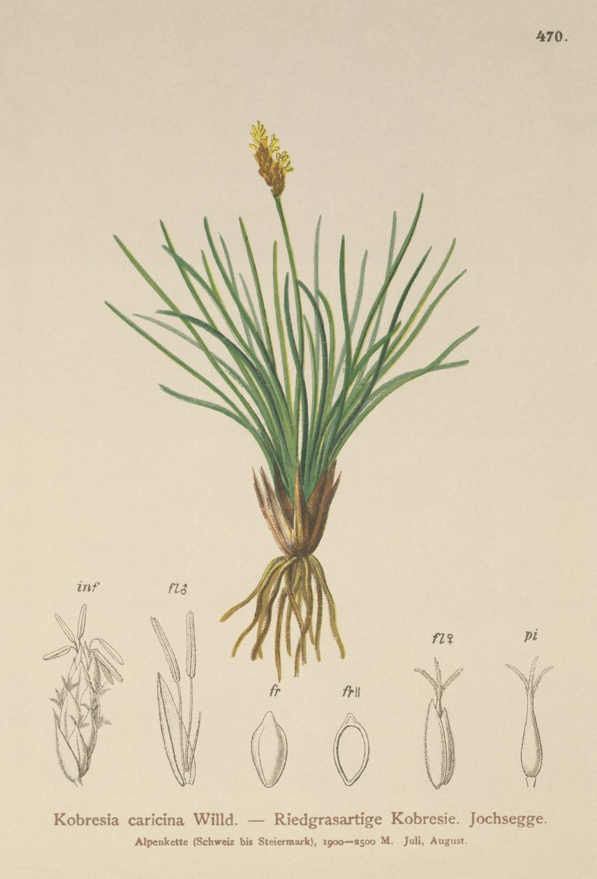 Väärä sara (Kobresia simpliciuscula, Kobresia caricina) tekijältä German School