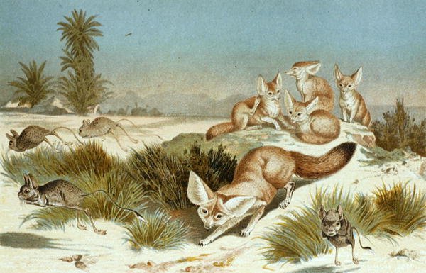 Fennec Fox, levy "Brehms Tierleben: Allgemeine Kunde des Tierreichs", vol.2, s.202, julkaisija Bibliographisches Institut tekijältä German School