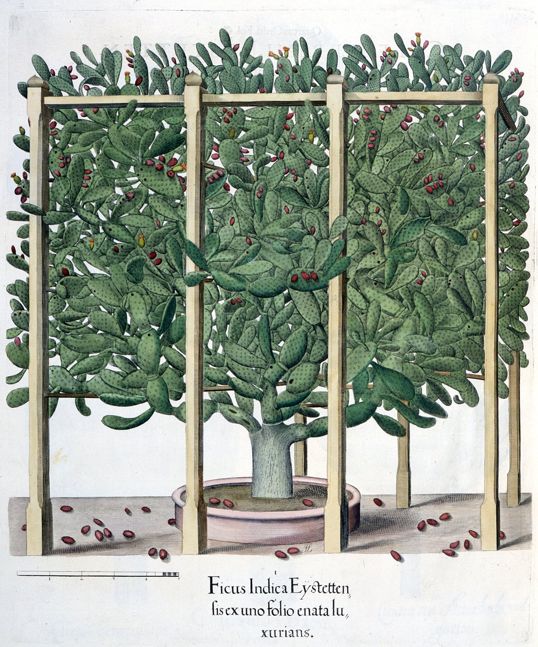 Ficus indica eystettensis, Basil Beslerin (1561-1629) Hortus Eystettensisistä, pub. 1613 tekijältä German School