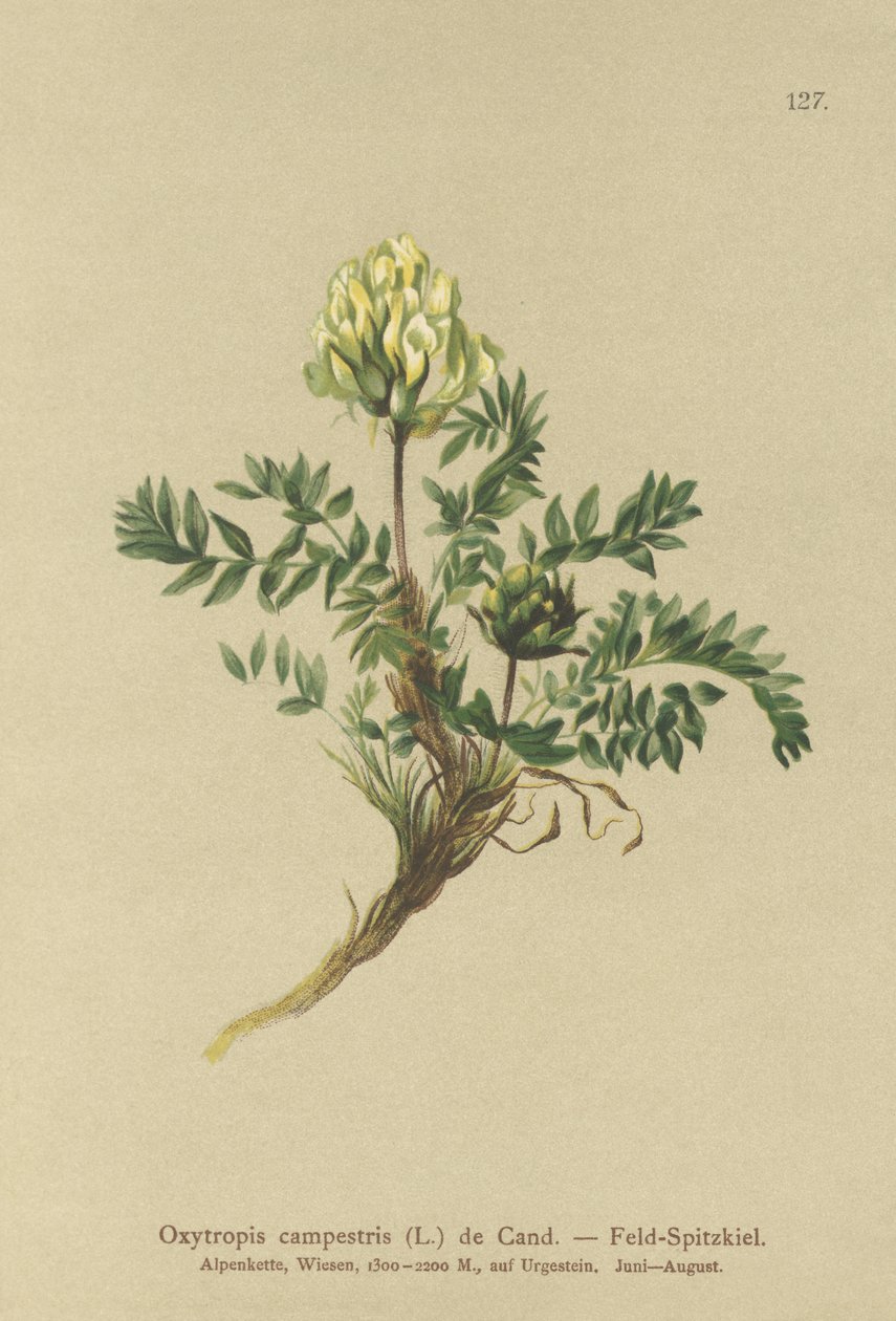 Locoweed (Oxytropis campestris) tekijältä German School