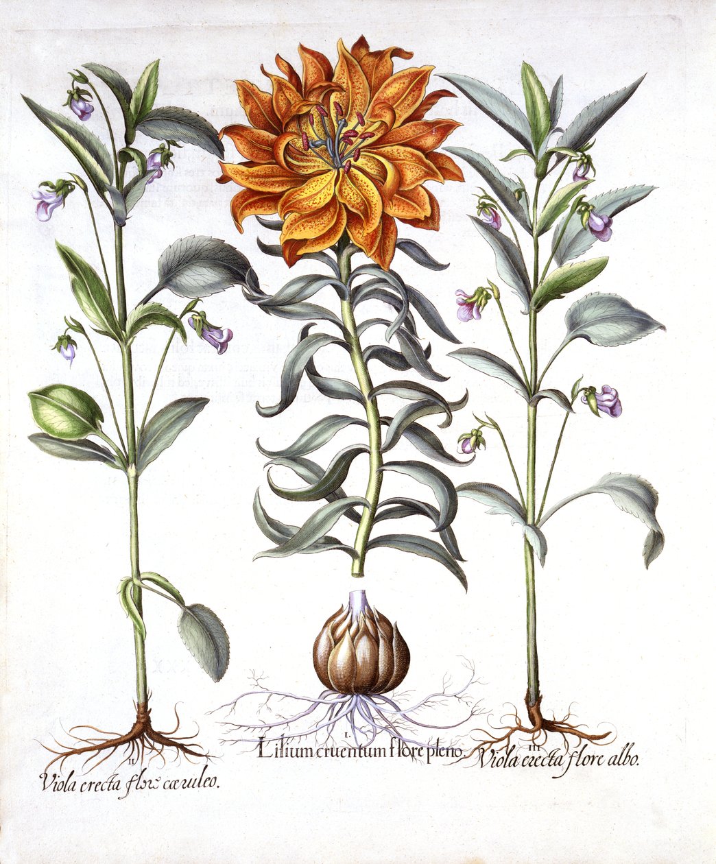 Tulililja ja alttoviulu, Hortus Eystettensis, kirjoittanut Basil Besler (1561-1629), pub. 1613 (käsinvärinen kaiverrus) tekijältä German School