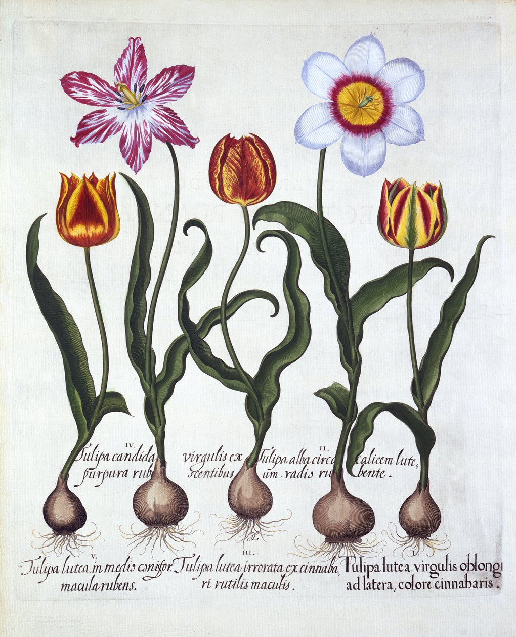 Viisi tulppaania, Hortus Eystettensis, kirjoittanut Basil Besler (1561-1629), pub. 1613 (käsinvärinen kaiverrus) tekijältä German School