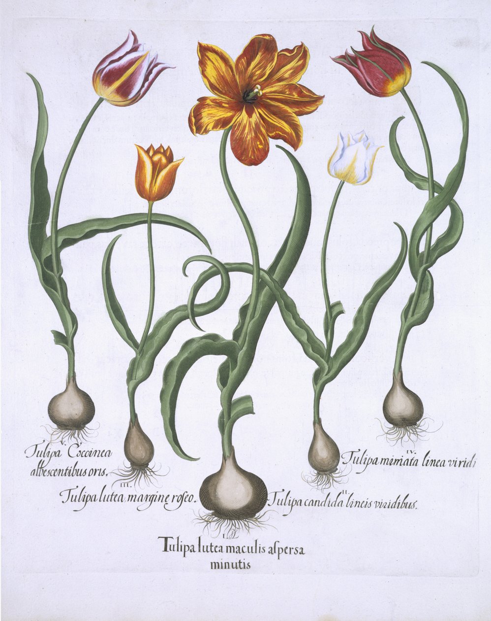 Viisi tulppaania, Hortus Eystettensis, Basil Besler (1561-1629) pub. 1613 (käsinvärinen kaiverrus) tekijältä German School