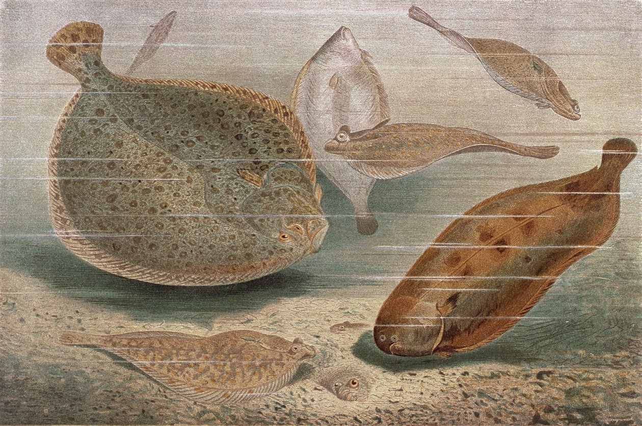 Flat fish, lautanen Brehmin eläinelämästä: General Knowledge of the Animal Kingdom, osa 8, s. 224, julkaissut Bibliographic Institute, 1892 tekijältä German School