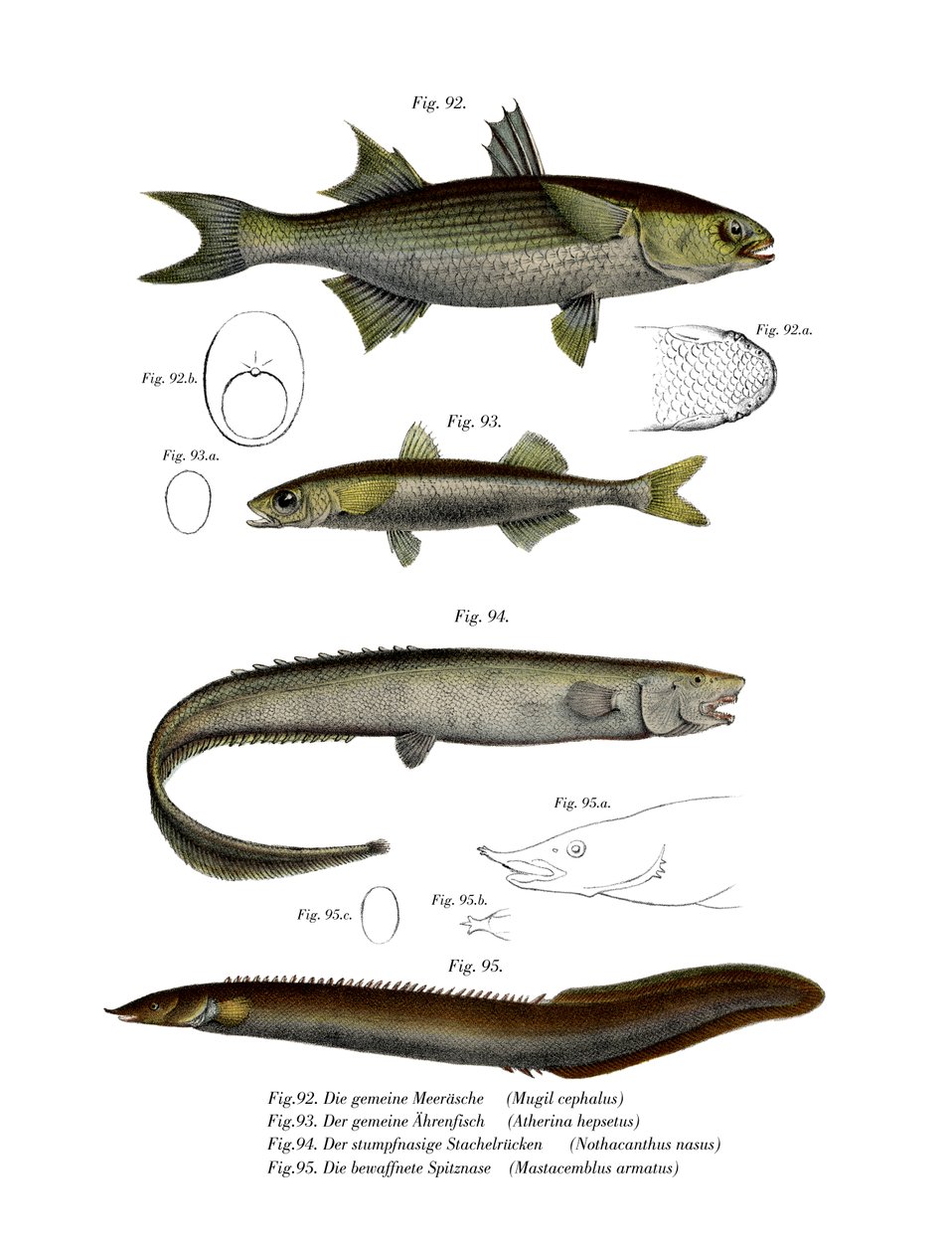 Flathead Mullet (väri litho) tekijältä German School
