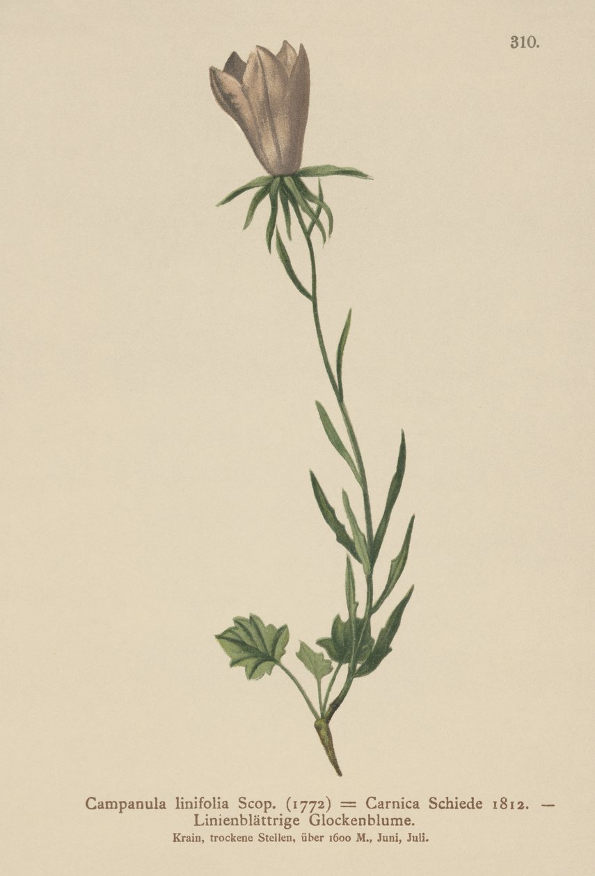 Pellavalehtikello (Campanula linifolia, Campanula Carnica) tekijältä German School