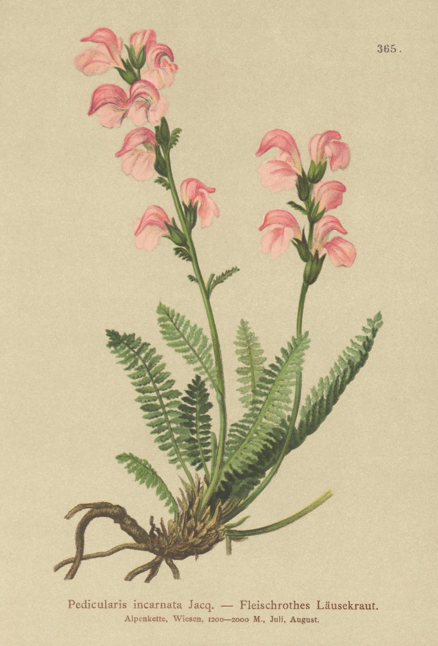 Liha vaaleanpunainen lousewort (Pedicularis incarnata) tekijältä German School