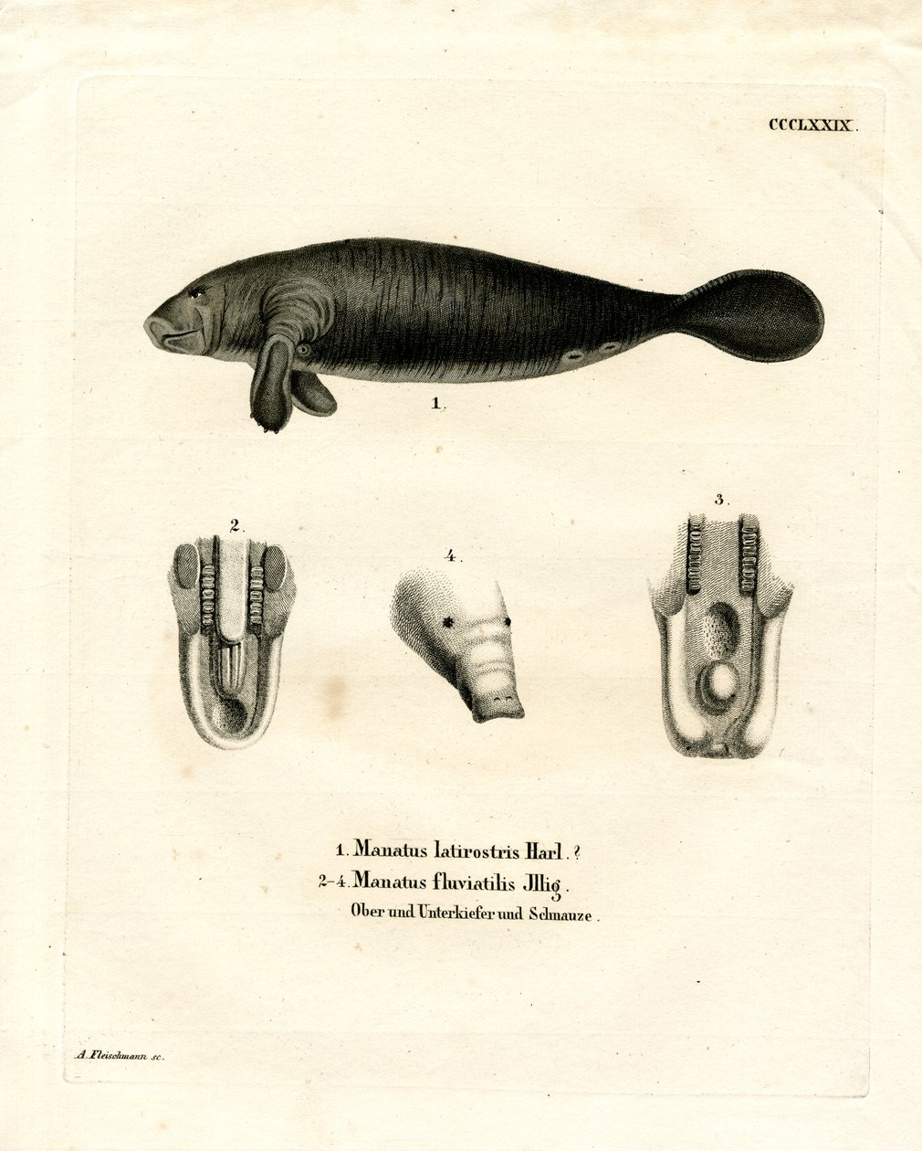 Florida Manatee (värillinen kaiverrus) tekijältä German School