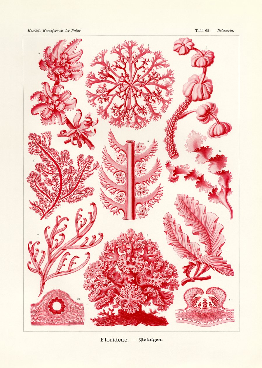 Florideae tai Rhodophyceae, 1899-1904 tekijältä German School