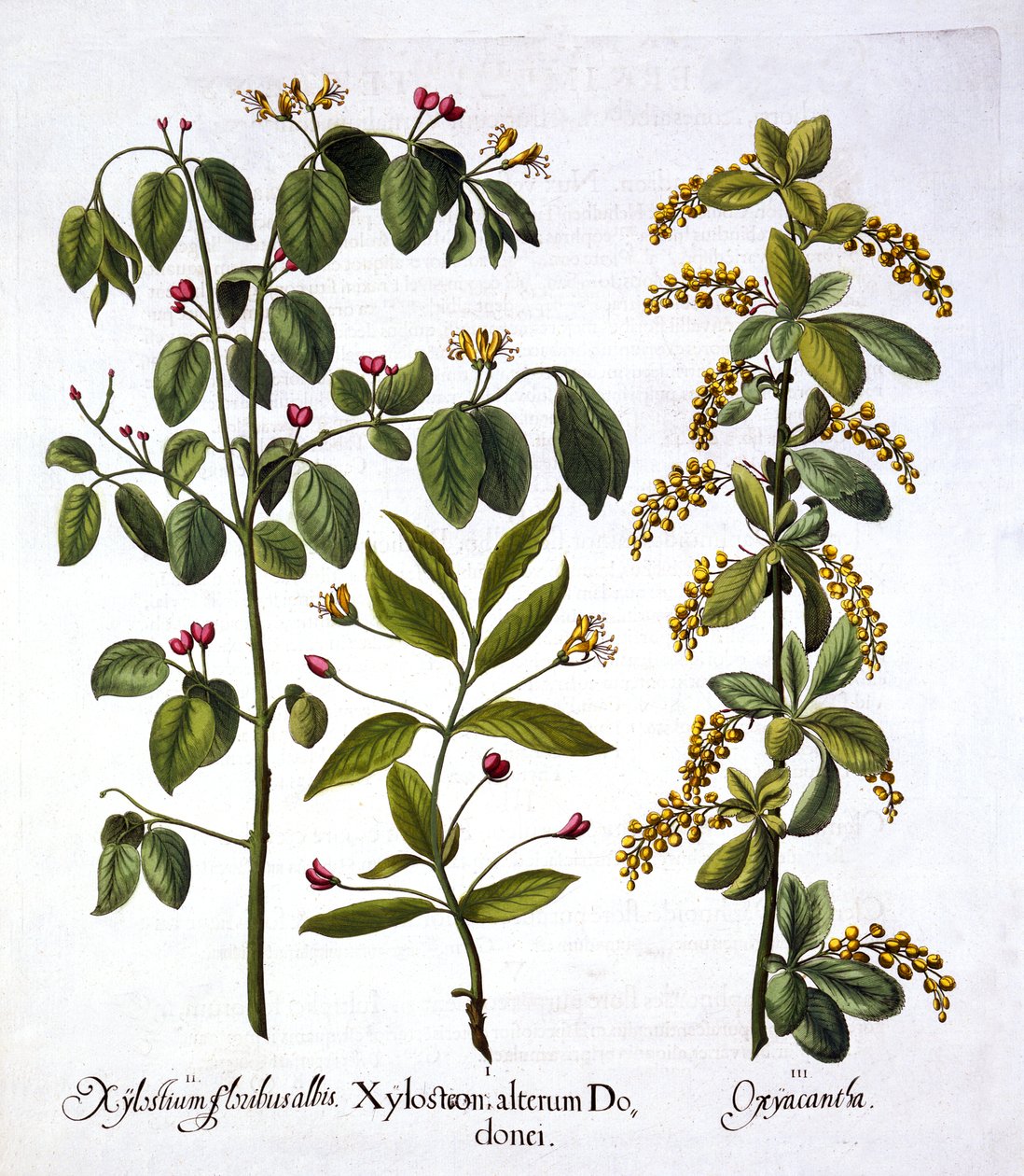 Fly Honeysuckle and Hawthorn, Hortus Eystettensis, kirjoittanut Basil Besler (1561-1629), pub. 1613 (käsinvärinen kaiverrus) tekijältä German School