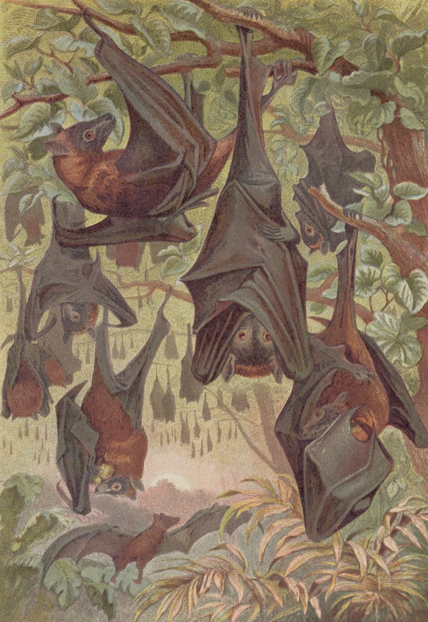 Flying Fox, levy Brehm