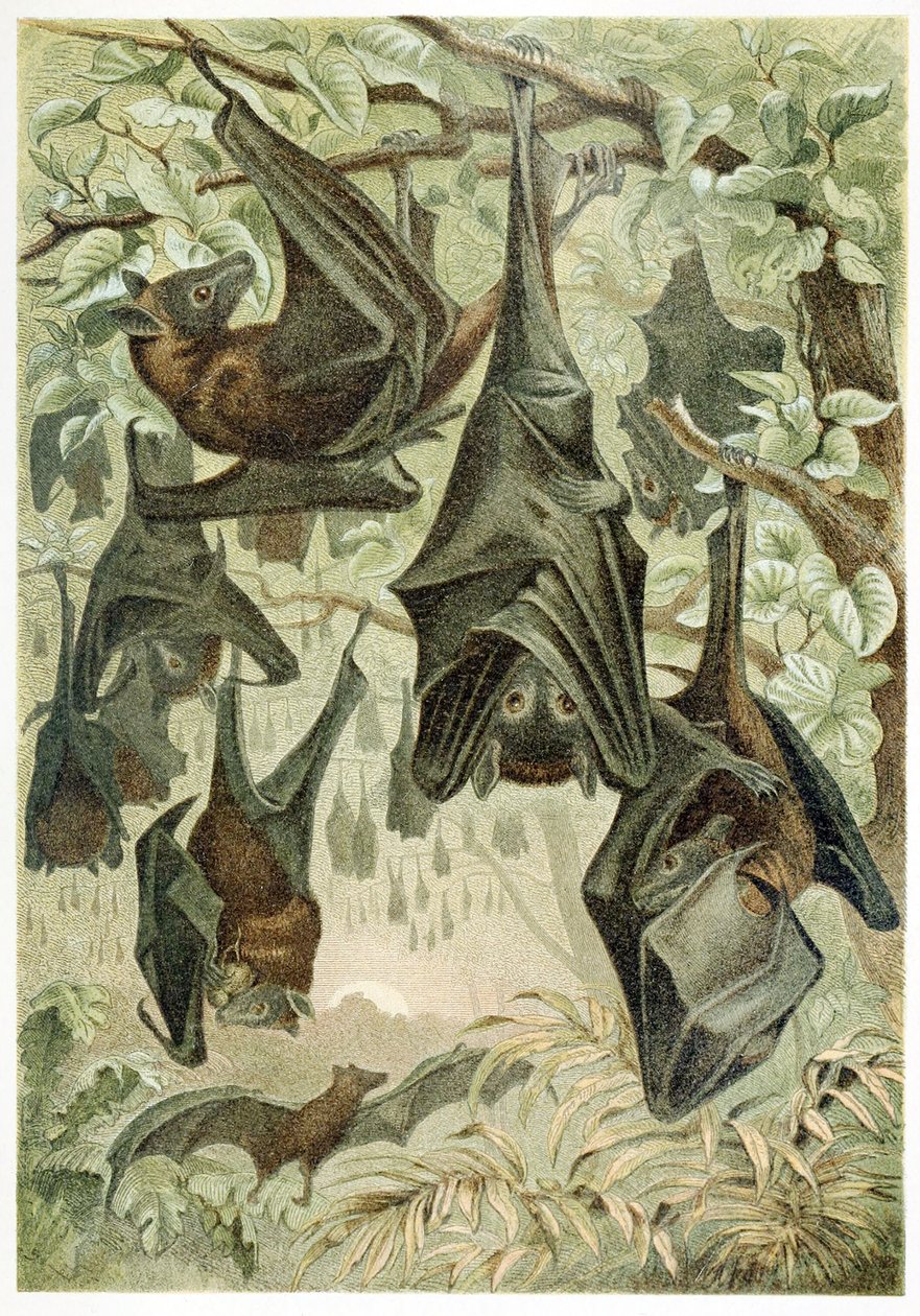 Flying Foxes, Brehms Tierleben, pubi. 1860-luku tekijältä German School