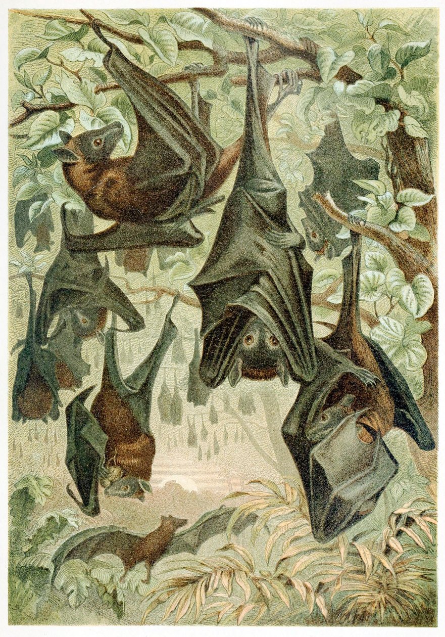 Flying Foxes, Brehms Tierleben, pubi. 1860-luvun värilitografia, 1860. tekijältä German School