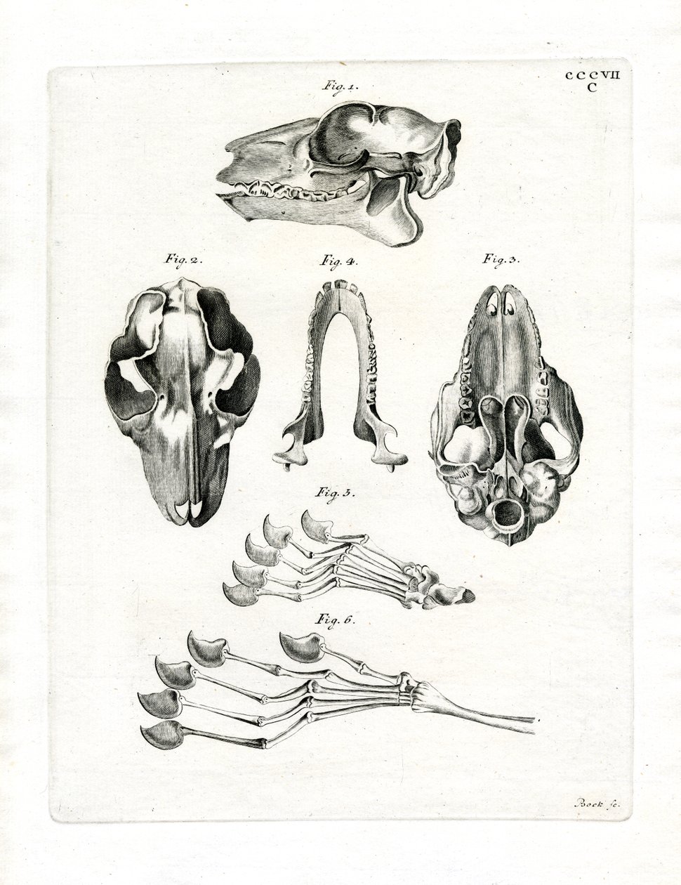 Flying Lemur Skull (värillinen kaiverrus) tekijältä German School