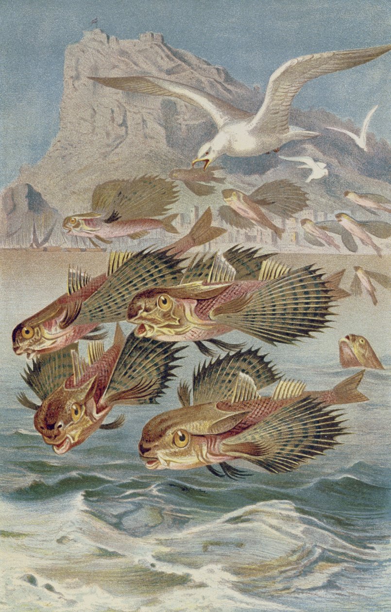 Flying gurnard, levy Brehmin Animal Life: General Knowledge of the Animal Kingdom, osa 8, s. 134, julkaisija Bibliographic Institute, 1892 tekijältä German School