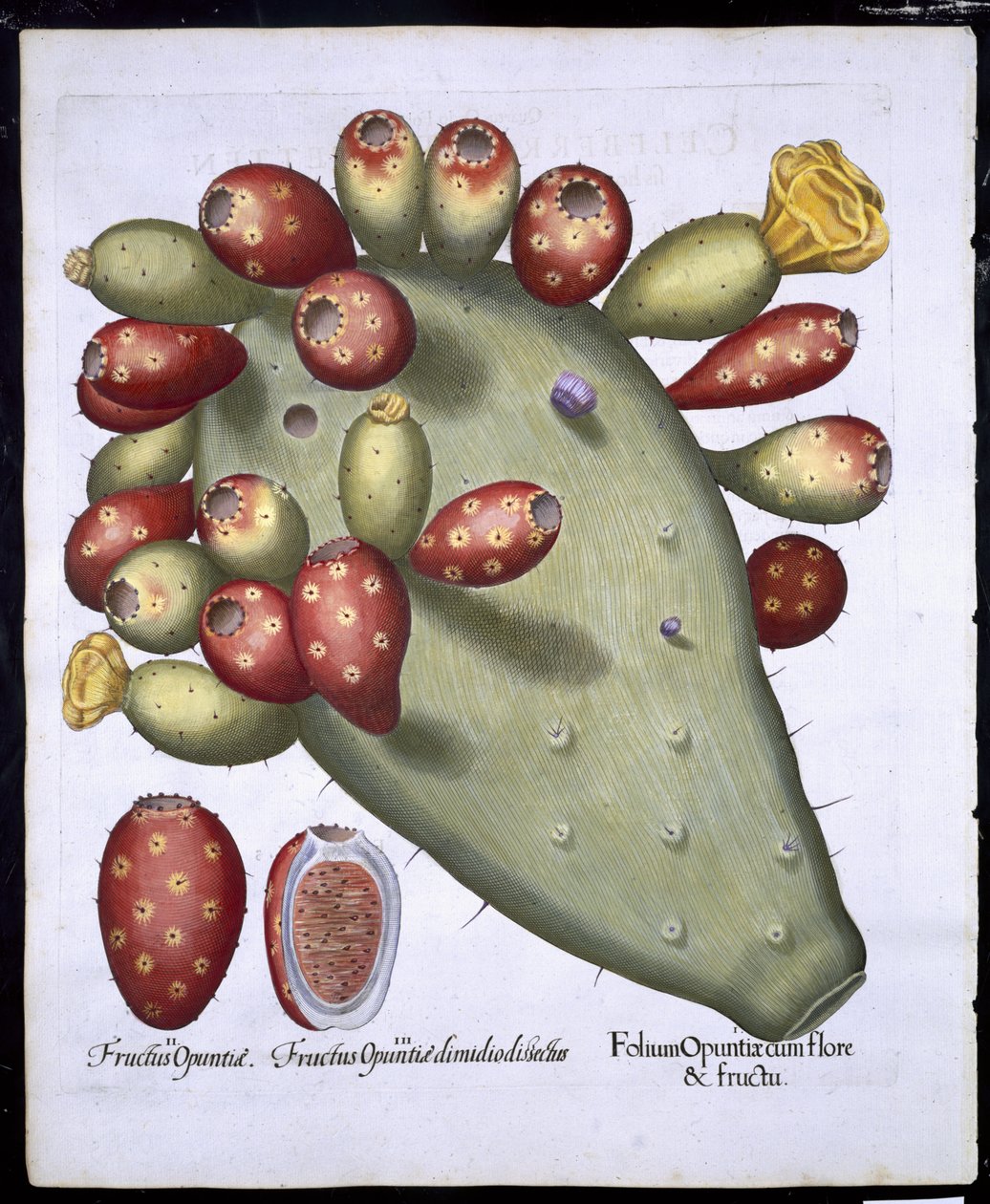Folium Opuntia Basil Beslerin (1561-1629) pubista Hortus Eystettensis. 1613 (käsinvärinen kaiverrus) tekijältä German School