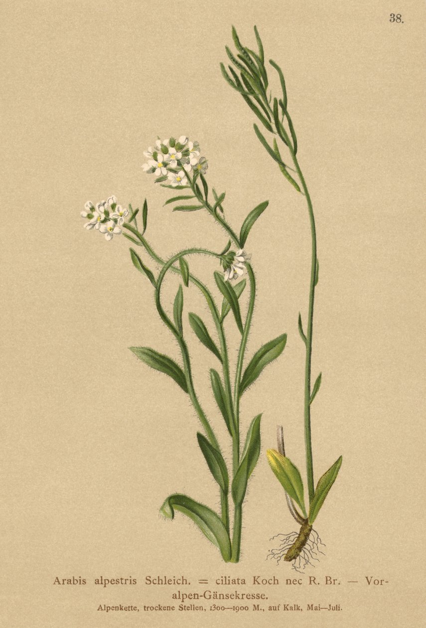 Alppien juuret Seinäkrassi (Arabis alpestris, Arabis ciliata) tekijältä German School