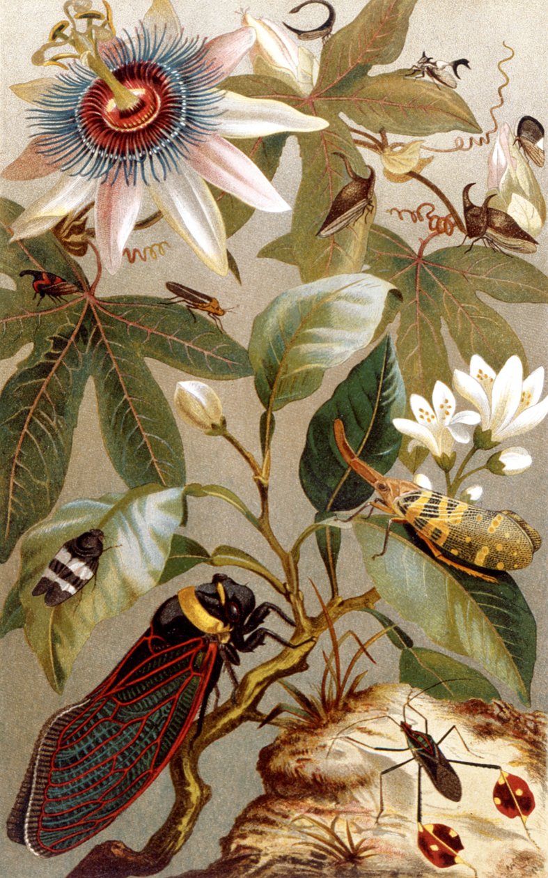 Ulkomaiset cicadas, levy Brehmin eläinelämästä: General Knowledge of the Animal Kingdom, osa 9, s. 637, julkaissut Bibliographic Institute, 1892 tekijältä German School
