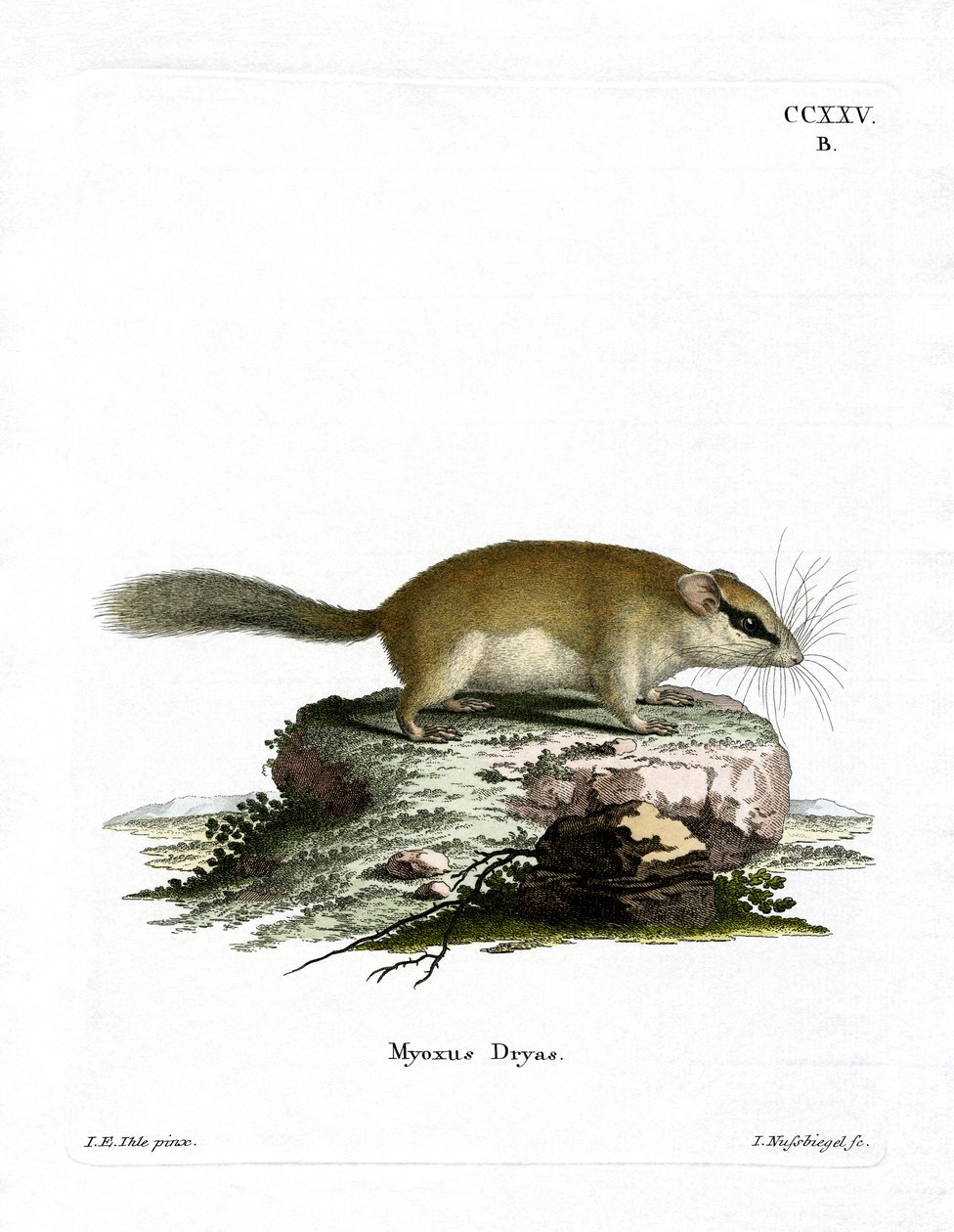 Forest Dormouse (värillinen kaiverrus) tekijältä German School