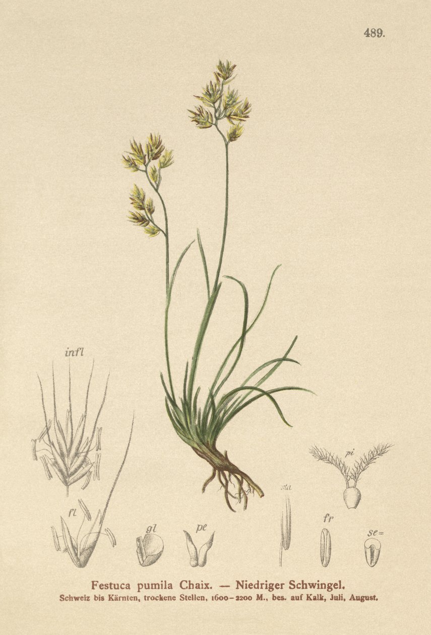 Nelilehtinen nata (Festuca pumila, Festuca quadriflora) tekijältä German School
