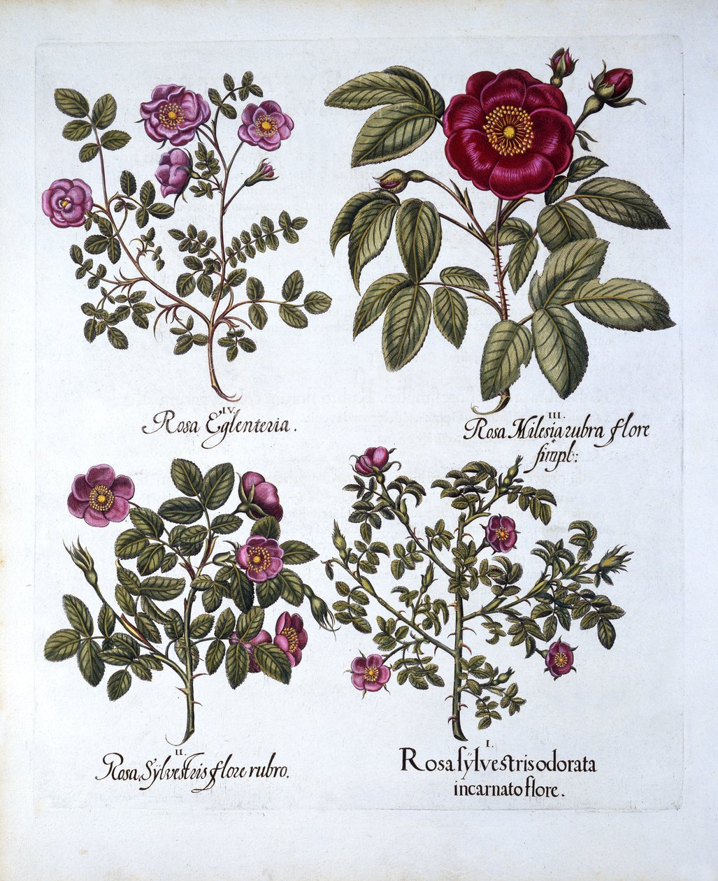 Neljä koiranruusulajiketta, Hortus Eystettensis, Basil Besler (1561-1629), pub. 1613 (käsinvärinen kaiverrus) tekijältä German School