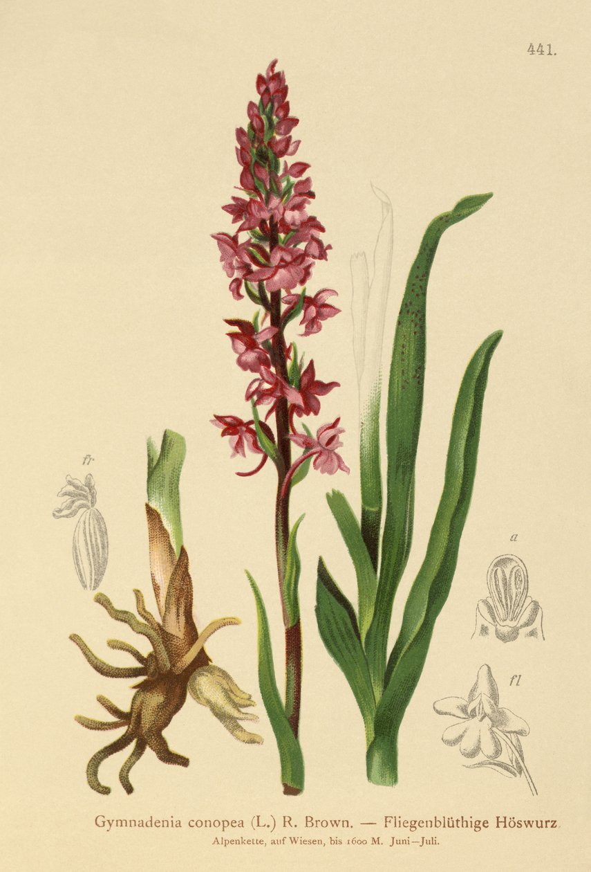 Tuoksuva orkidea (Gymnadenia conopea) tekijältä German School
