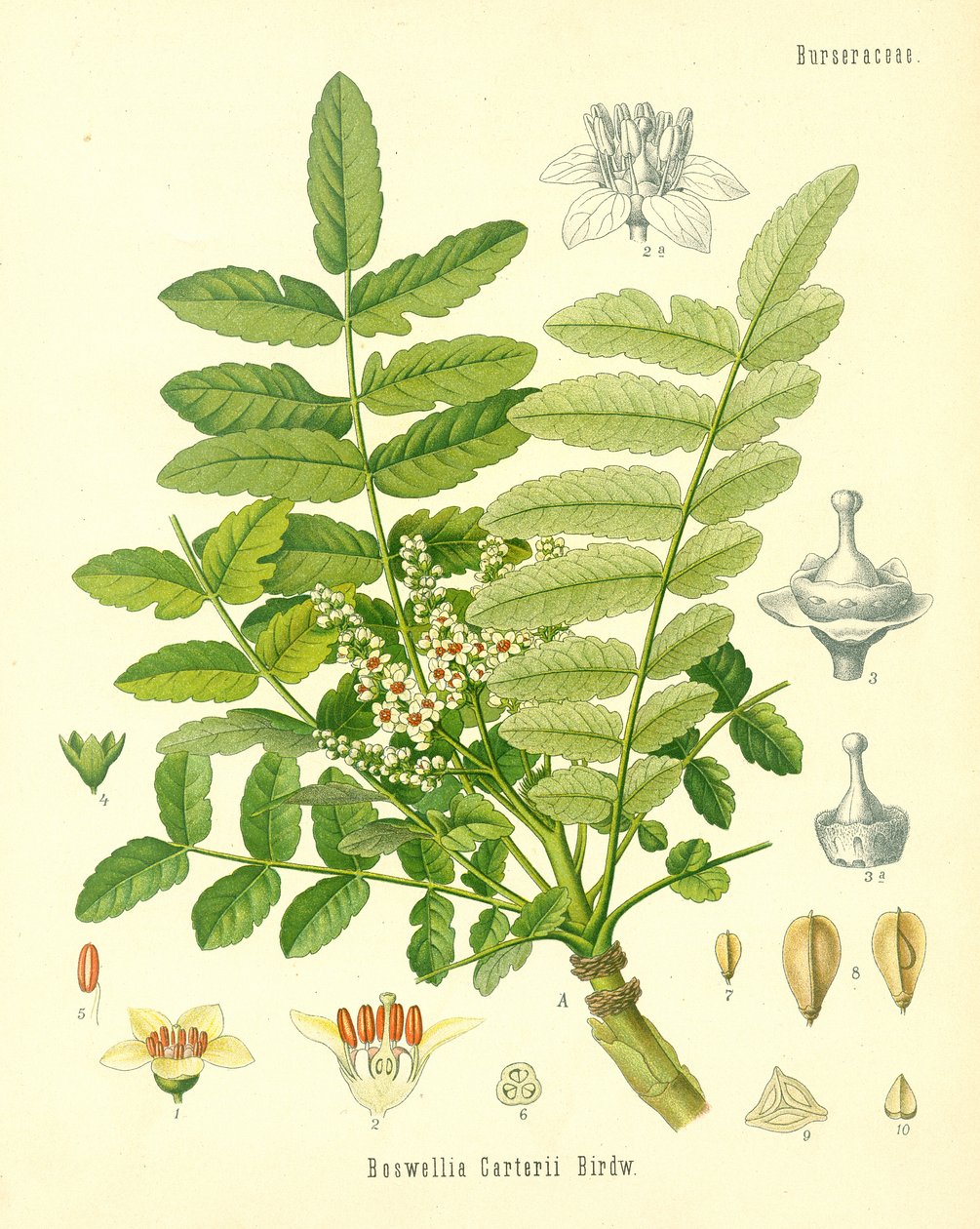 Suitsuke, kuvitus Koehlers Medicinal Plantsilta, julkaistu vuonna 1887 tekijältä German School