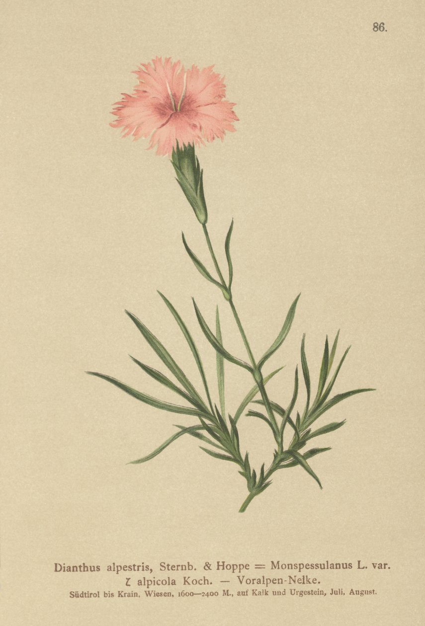Hapsuinen vaaleanpunainen (Dianthus Monspessulanus, Dianthus alpestris, Dianthus alpicola) tekijältä German School