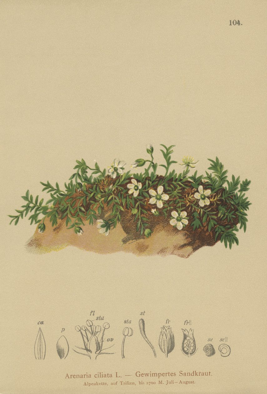 Hapsuinen hiekkajuuri (Arenaria ciliata) tekijältä German School