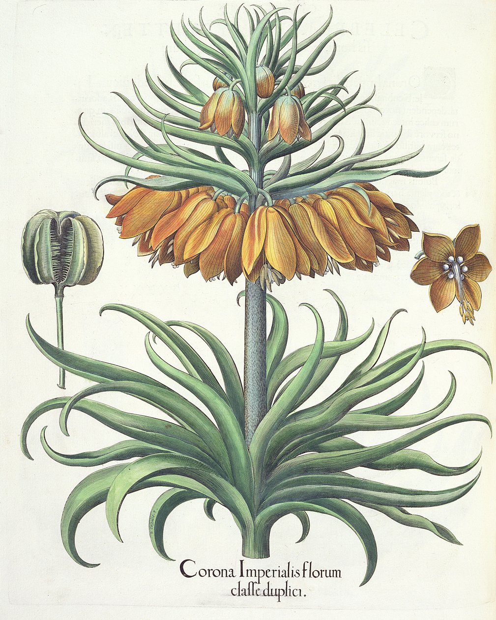 Fritillary: Crown of Imperial flowers, kirjoittanut Basil Besler (1561-1629), pub. 1613 tekijältä German School