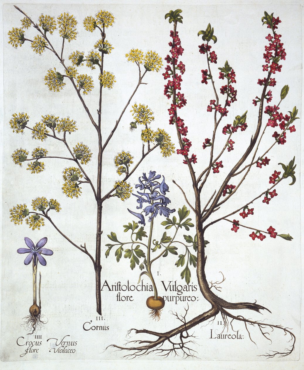 Fumewort, Daphne mezereum, Cornelian Cherry ja Spring Crocus, Hortus Eystettensis, kirjoittanut Basil Besler (1561-1629), pub. 1613 (käsinvärinen kaiverrus) tekijältä German School