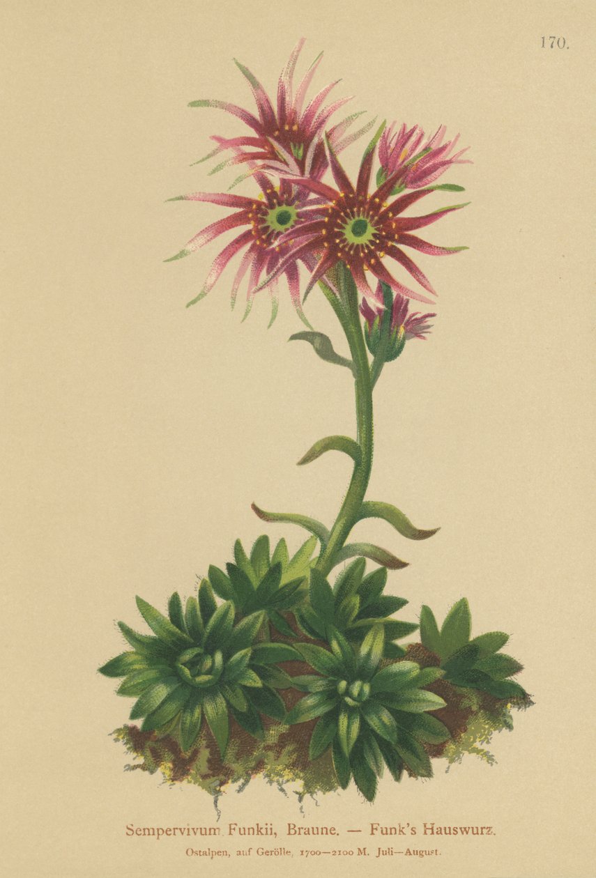 Funks Kana ja poikaset (Sempervivum Funkii) tekijältä German School