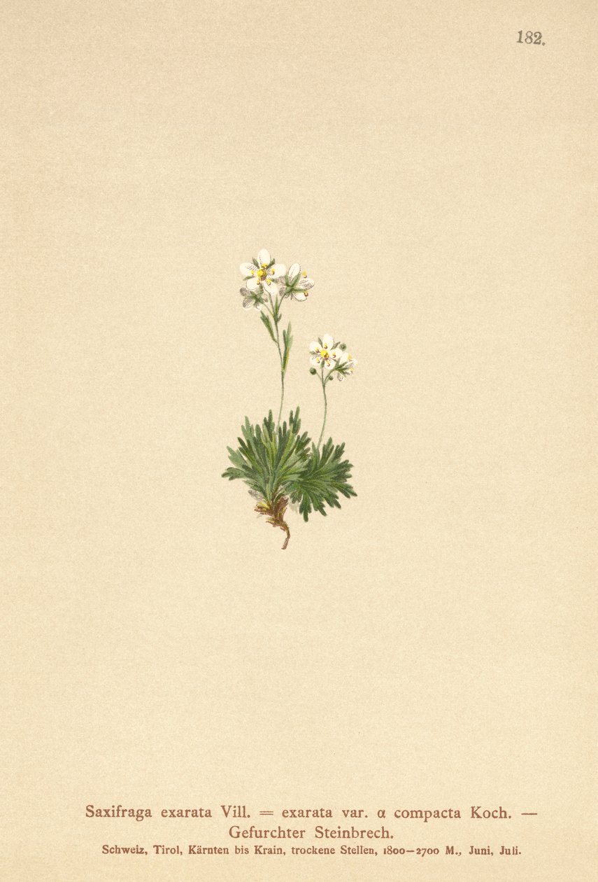 uurteinen saksifrage (Saxifraga exarata, Saxifraga exarata var. compacta, Saxifraga exarata ssp. moschata) tekijältä German School