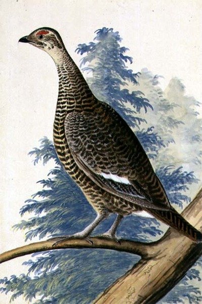 Game Bird, n. 1740 (akvarelli paperille) tekijältä German School