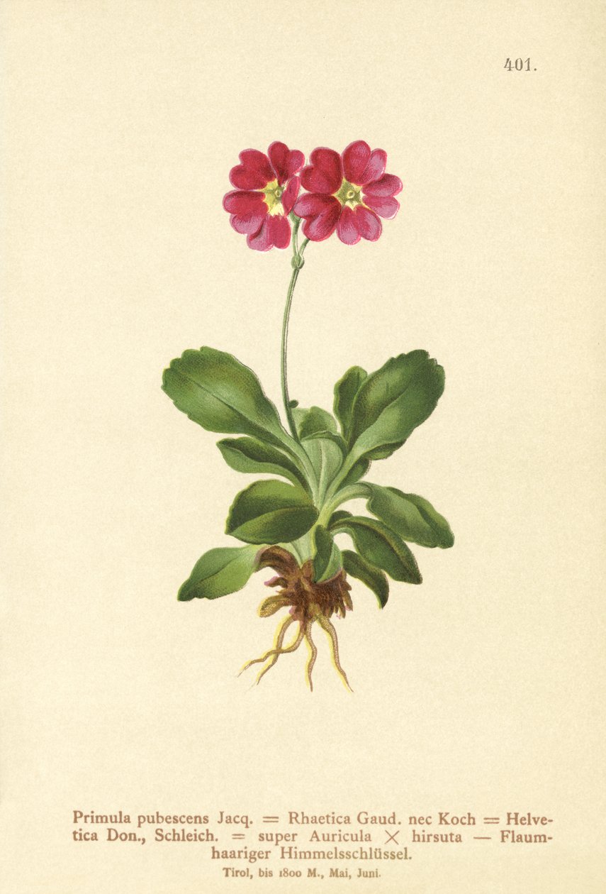 Garden Auricula (Primula pubescens, Primula Rhaetica, Primula Helvetica) tekijältä German School