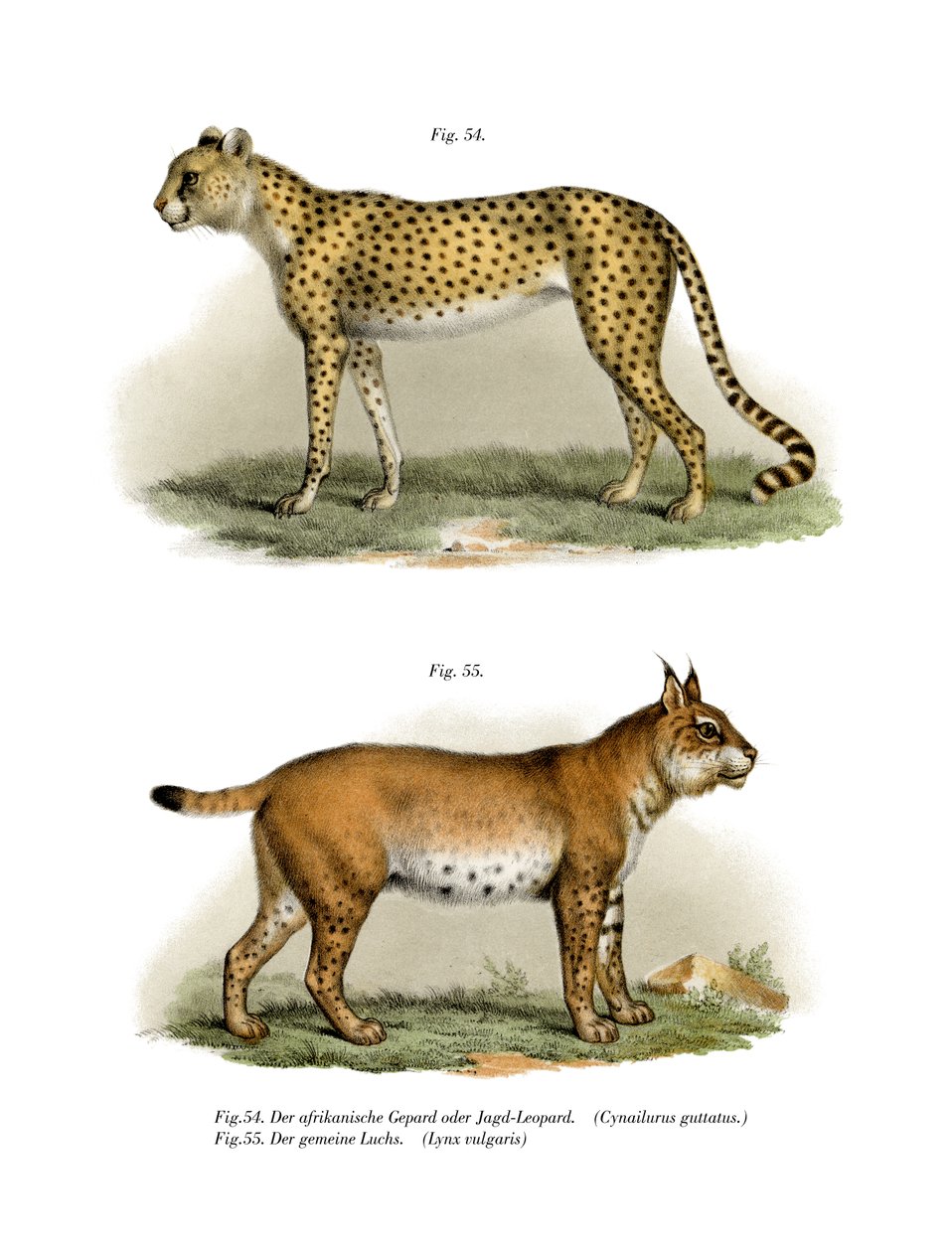 Gepard, 1860 tekijältä German School