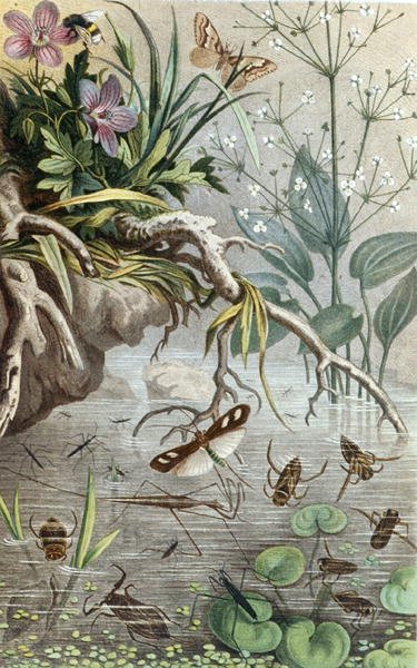 Saksalaiset vesihyönteiset ja vesijuoksijat, levy teoksesta "Brehms Tierleben: Allgemeine Kunde des Tierreichs", vol.9, s.33, julkaistu bz Bibliographisches Institut. tekijältä German School