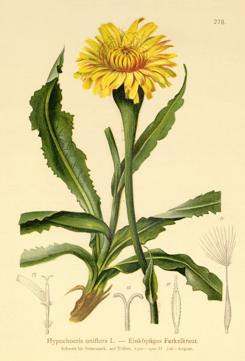 jättiläiskissa-korva (Hypochoeris uniflora) tekijältä German School