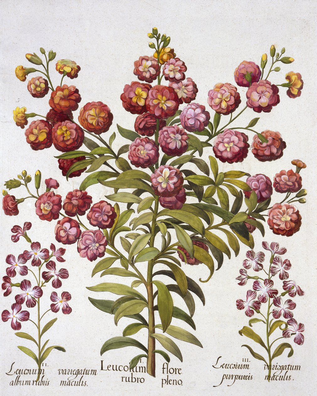 GillyflowerGilliflower, Hortus Eystettensis, kirjoittanut Basil Besler (1561-1629), pub. 1613 (käsinvärinen kaiverrus) tekijältä German School