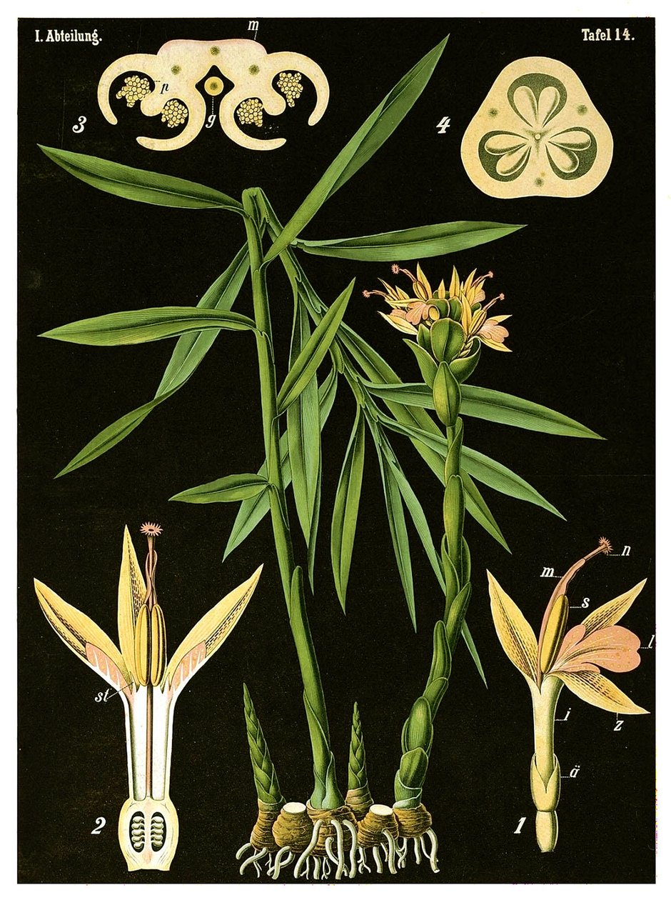 Inkivääri (Zingiber officinale Roscoe) n. 1890 (kromolitografia) tekijältä German School