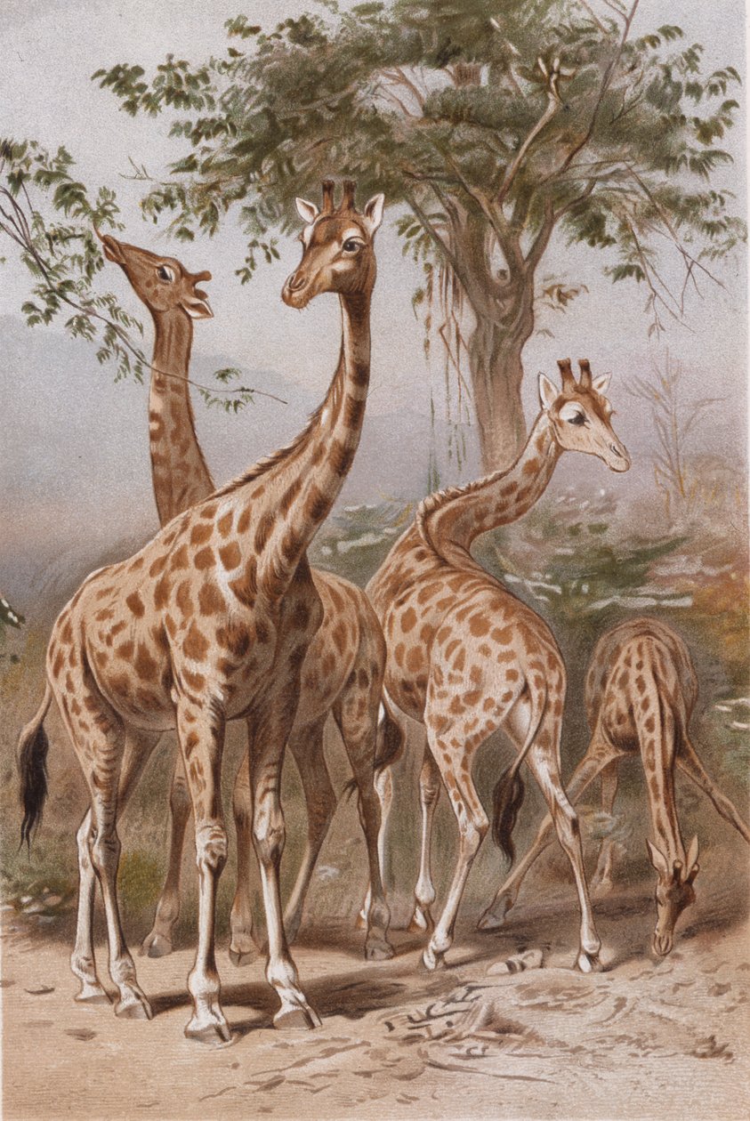 Kirahvi, levy Brehmin eläinelämästä> General Lore of the Animal Kingdom, voi. 3, s. 9, julkaistu bz Bibliographic Institute, 1891 tekijältä German School
