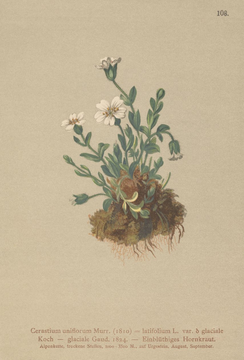 Jäähiiren korva (Cerastium uniflorum, Cerastium latifolium var. glaciale, Cerastium glaciale) tekijältä German School