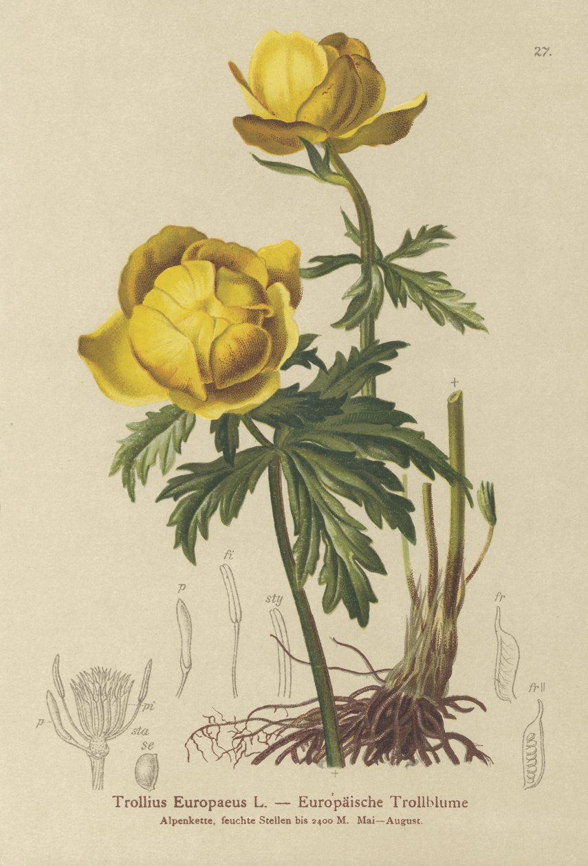 Maapallon kukka (Trollius Europaeus) tekijältä German School