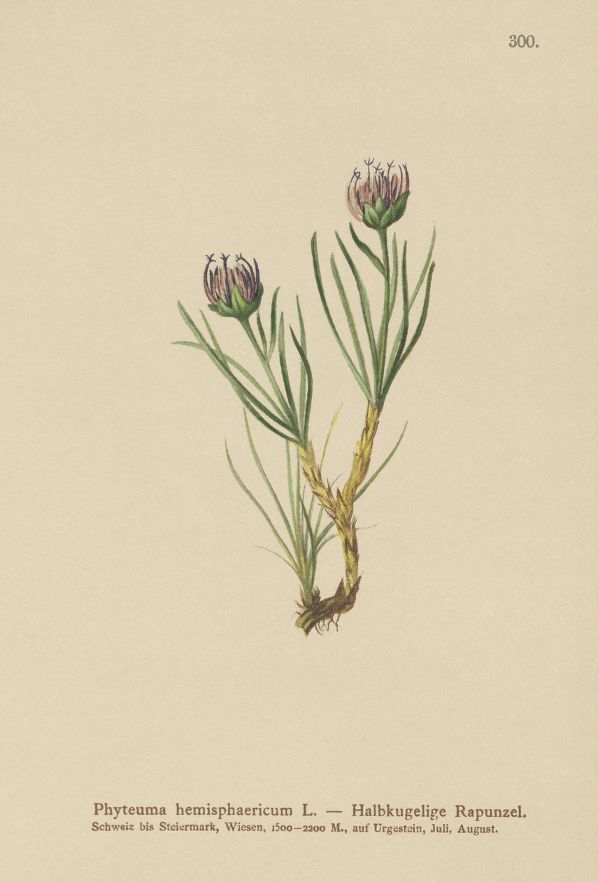 Maapallopäinen rampioni (Phyteuma hemisphaericum) tekijältä German School