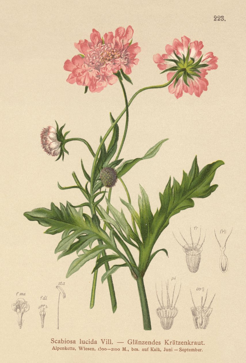 Kiiltävä rupi (Scabiosa lucida) tekijältä German School