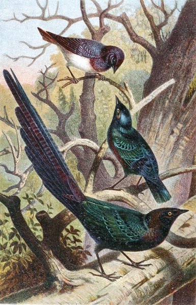 Glossy Starlings, levy "Brehms Tierleben: Allgemeine Kunde des Tierreichs", osa 4, s. 392, julkaisija Bibliographisches Institut tekijältä German School